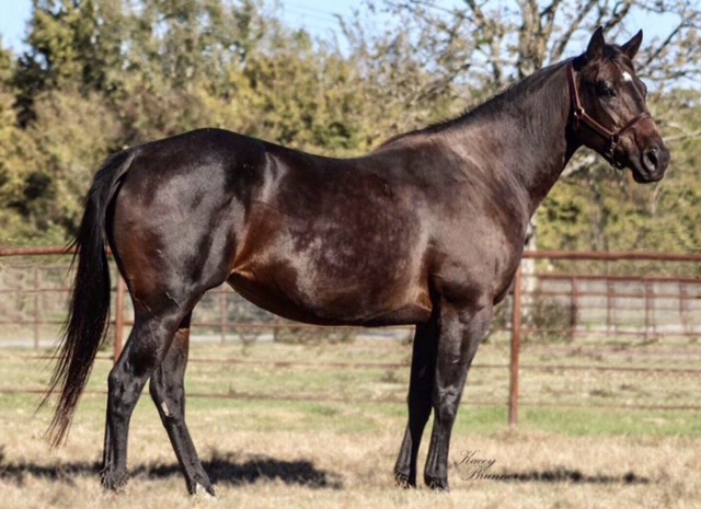 texas_mare